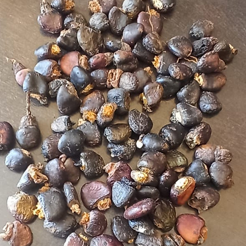 Bhilawa Marking Nut - Fresh Quality, Kidney-Shaped Drupe With Orange Fleshy Receptacle | First-Class, Common Cultivation, Nil Moisture