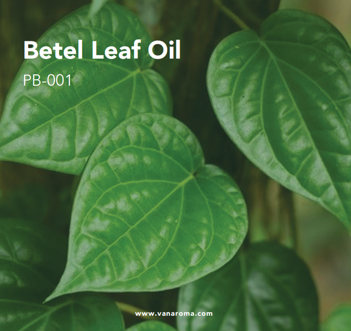 Betel Leaf Oil (PB-001) Van Aroma