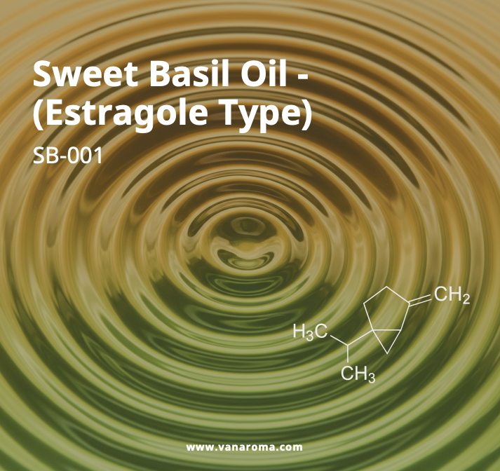 Sweet Basil Oil - (Estragole Type) (SB-001) Van Aroma