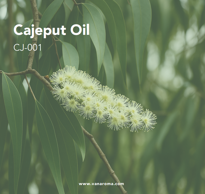 Cajeput Oil (CJ-001) Van Aroma