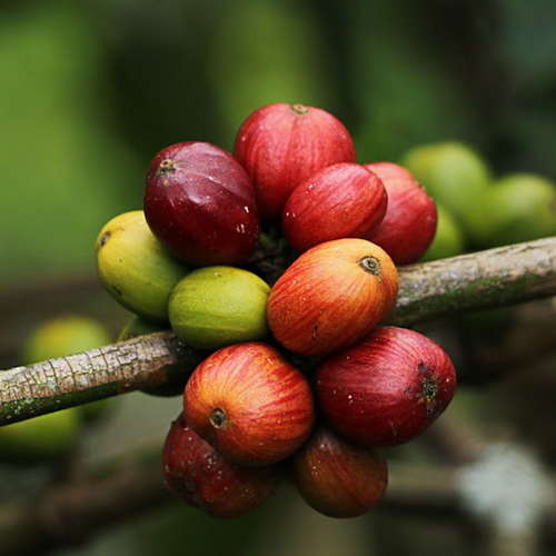 Red Coffee Robusta