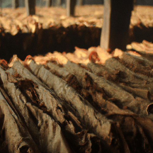 Tobacco Garut Extract (TB-0206) Van Aroma