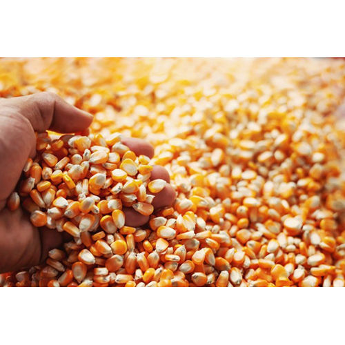 Common Fresh Dry Maize