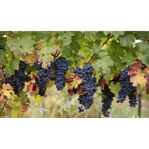 Black Grapes - Whole, Non Glutinous | Sweet & Juicy Snack Grapes, Rich in Antioxidants and Vitamins, Versatile for Recipes