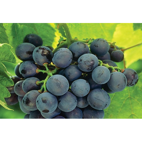 Natural Black Grapes - Whole, Common Cultivation Type , Sweet Taste with Non-Glutinous Texture for a Delightful Snacking Experience