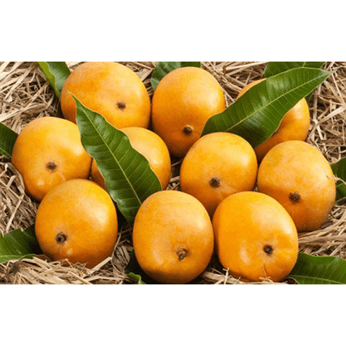 Natural Mango - Whole Fruit, Non-Glutinous, Normal Taste | Versatile for Smoothies, Juices, Desserts, Salads, Sauces