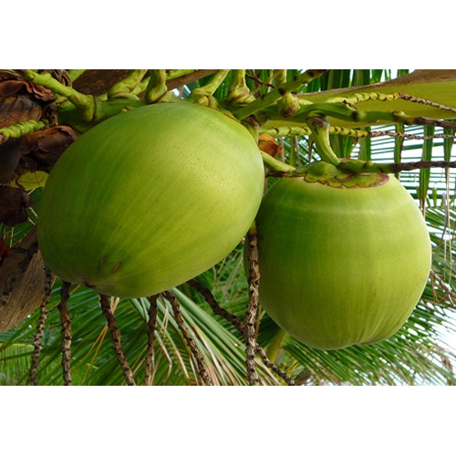 Natural Tender Coconut - Whole, Sweet Flavor | Fat-Free, Low-Calorie, Rich in Electrolytes, Good Source of Fiber and Healthy Fats