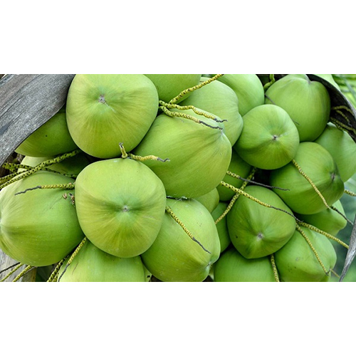 Common Natural Green Coconut At Best Price In Ahmedabad Nst Agro Trading