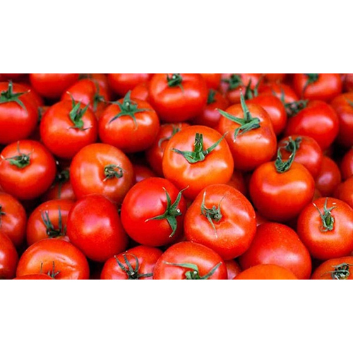 Fresh Red Tomato - Raw, Round Shape, Juicy Sweet Flesh | Ideal for Sauces, Soups, Stews, and Salsa Preparation