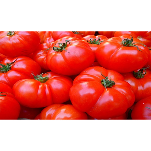 Fresh Tomato - Raw Form, Fresh Style | Moisture Free, Ideal for Culinary Uses