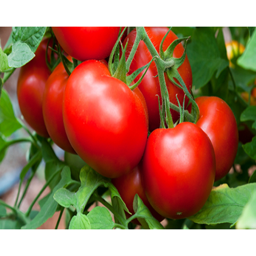 Red Tomato - Raw Processing Form | Fresh Style, Moisture Nil