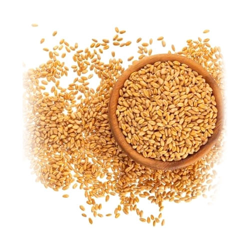 Golden Brown Raw Wheat Grain
