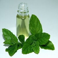 Piperita Oil