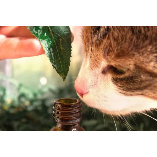 Catnip Essential Oil Age Group: All Age Group