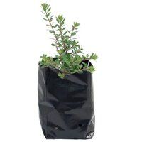 HDPE Nursery Bag