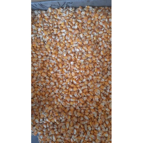 Common Fresh Yellow Maize