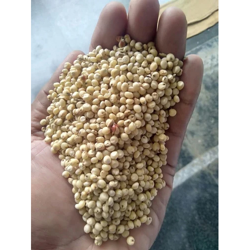 Yellow Sorghum Seeds