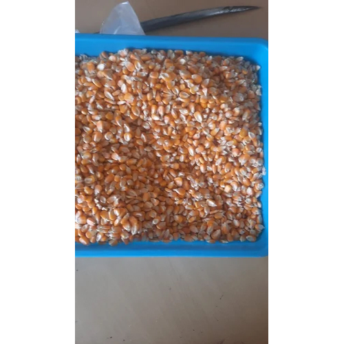 Fresh Yellow Maize