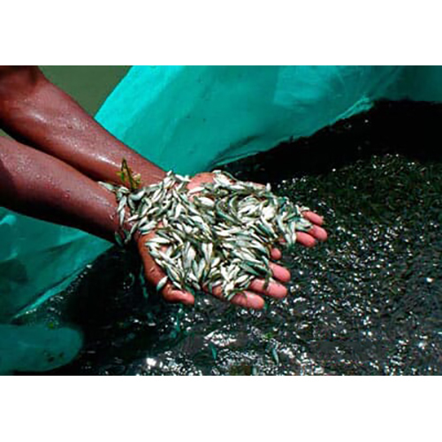 Carp Fry Fish Seeds