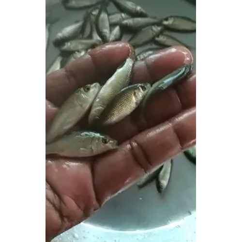 Amur Carp Fish Seeds