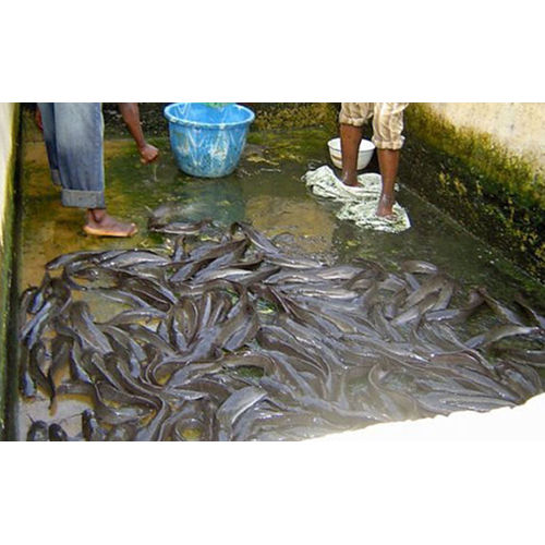 High Quality Fresh Fish Seeds