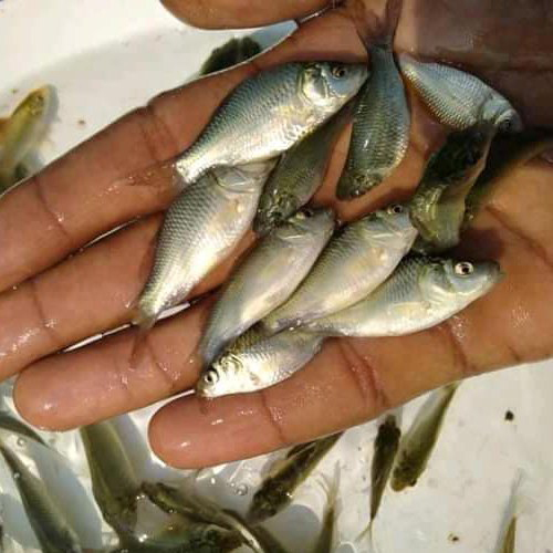 Fresh Katla Fish Seeds