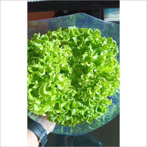 Preserved Lolo Green Lettuce