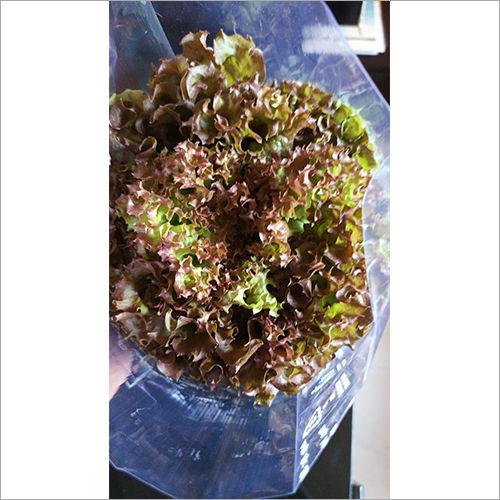 Preserved Lolo Rosso Red Lettuce