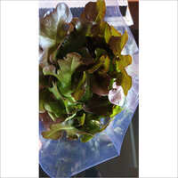 Oakleaf Red Lettuce