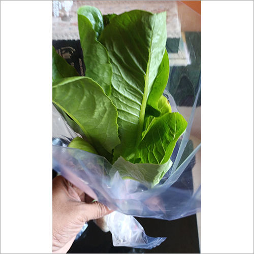 Romaine Lettuce