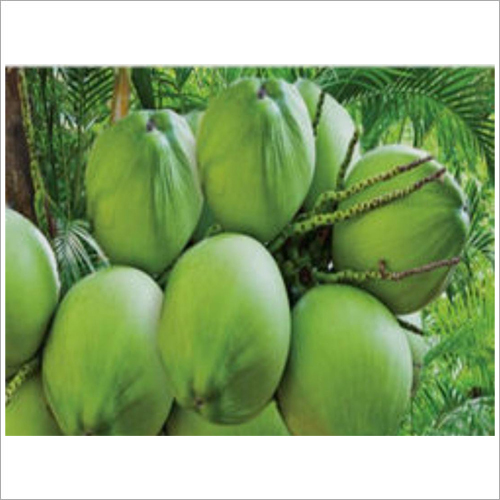 हरा ताजा नारियल