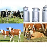 Dairy Projects Services