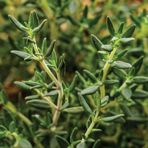 Thyme Herbs