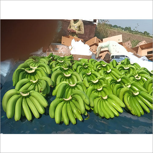 Green Fresh  Banana