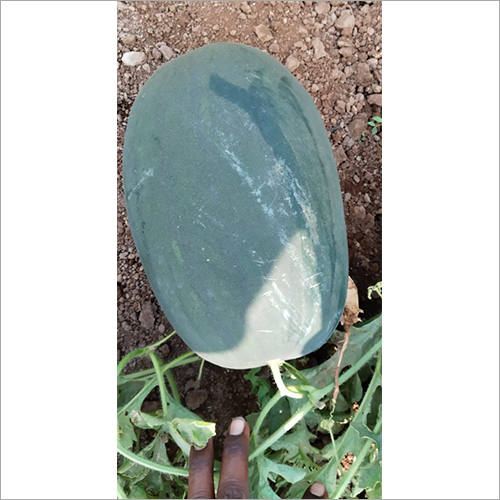 Water Melon