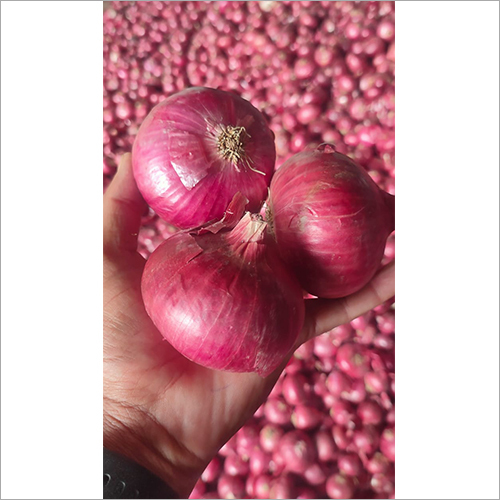 Red Onion