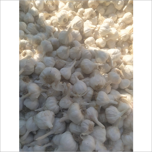 Fresh Garlic