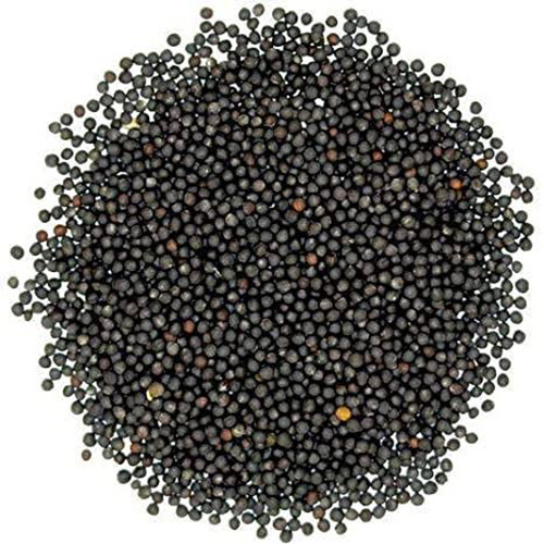 Black Mustard