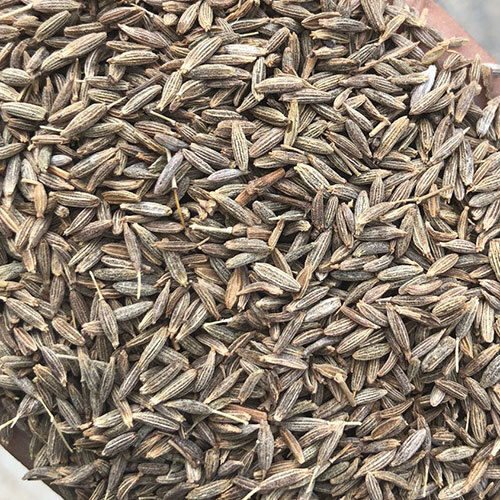 Fresh Cumin Seeds - Raw, 100% Natural | Antioxidant-rich, Promotes Digestion, Aids Detoxification, Enhances Flavor in Dishes