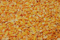 Pure Maize Powder Cattle Feed