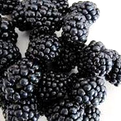 Frozen Blackberry