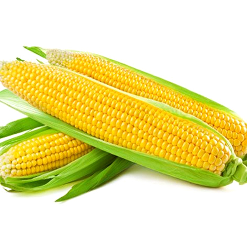 Frozen Sweet Corn