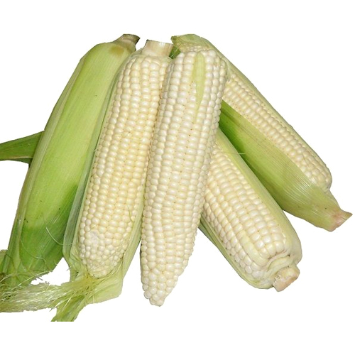 Frozen Shelled Corn