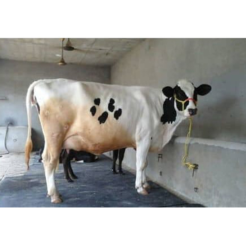 Dairy HF Cow