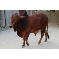 Indian Jersey Cow