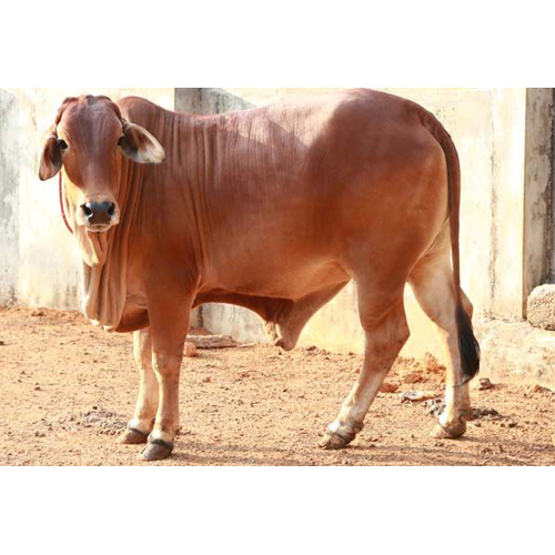 Brown Jersey Cow