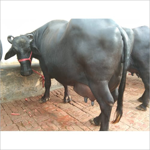 Indian Murrah Buffalo
