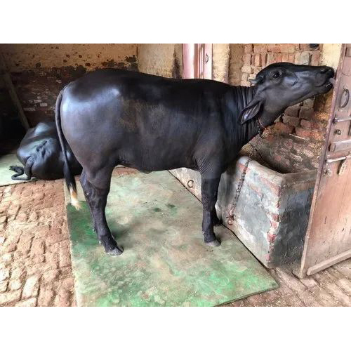 Dairy Murrah Buffalo