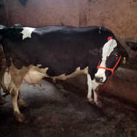 Indian Rathi Cow