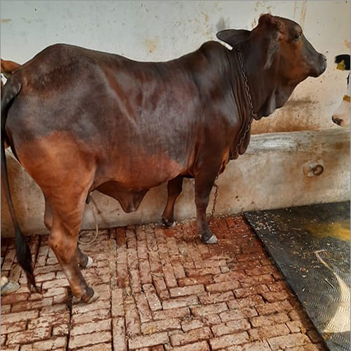 Indian  Sahiwal Cow